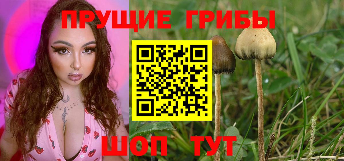 Галлюциногенные грибы GOLDEN TEACHER  Псилоцибиновые грибы GOLDEN TEACHER  Североморск  Вход с VPN 